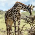TZA ARU Ngorongoro 2016DEC23 052 : 2016, 2016 - African Adventures, Africa, Arusha, Date, December, Eastern, Month, Ngorongoro, Places, Tanzania, Trips, Year